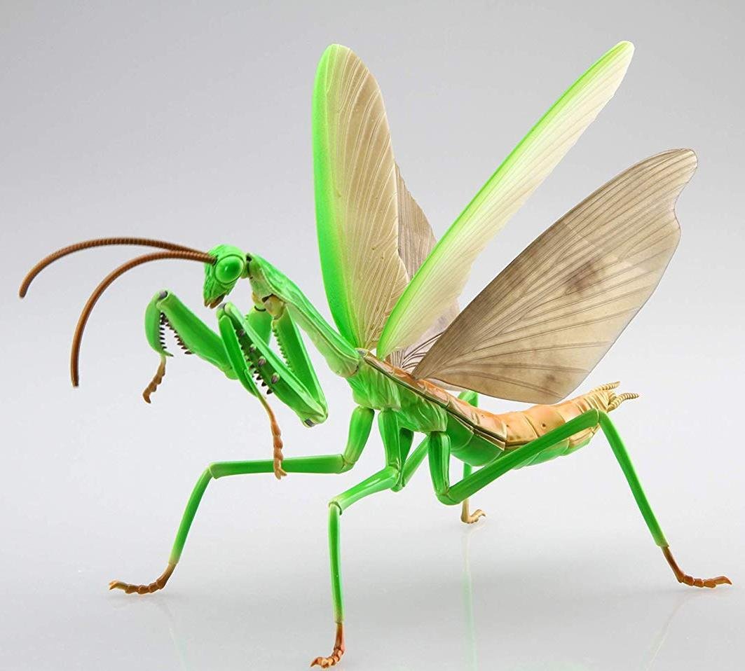 Fujimi Biology Edition Big Mantis [FI No.23] Plastic Model Kit