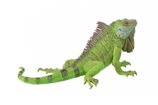 CollectA Iguana