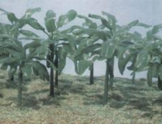 Pegasus 1/35 Banana Trees Plastic Model Kit [6509]